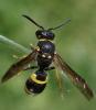 Ancistrocerus nigricornis